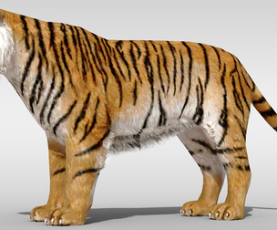 Tiger fur Rigged