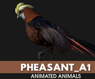 Pheasant_A1