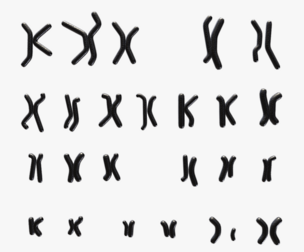 Human Karyotype - Male and Female
