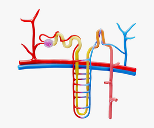 Kidney Nephron Structure Anatomy