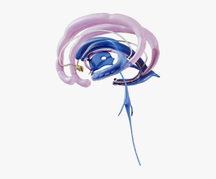 Limbic System Anatomy