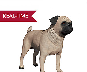 Pug Real-Time