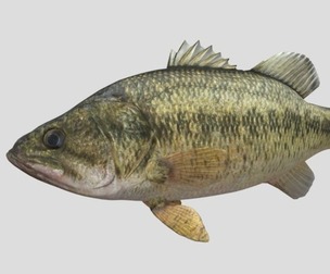 Fish Bass