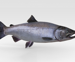 Salmon