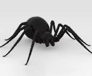 Spider