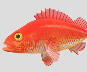 Gold Fish
