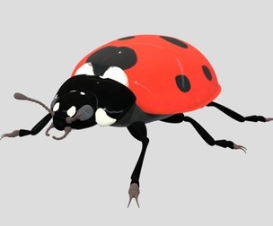 Ladybug