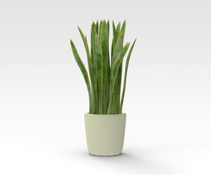 Pot Plant
