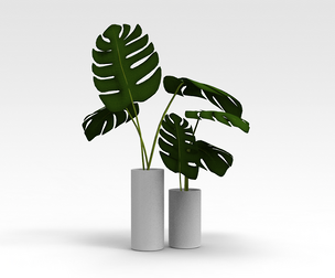 Pot Plant