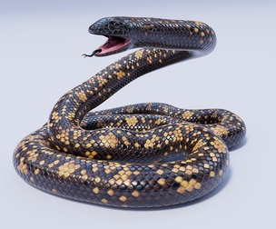 Calabar Python - Animated