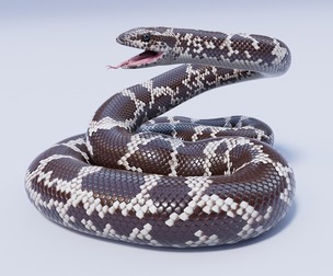 Kenyan Sand Boa - Animated
