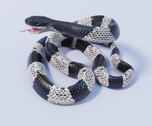 Malayan Krait - Animated