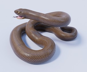Rubber Boa - Animated