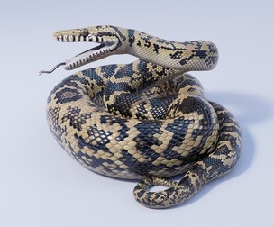 Scrub Python - Animated
