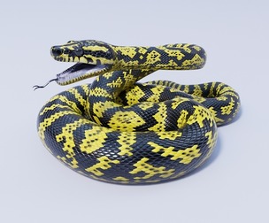 Zebra Jungle Carpet Python - Animated