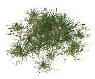 Realistic Game Ready Grass 02