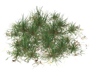 Realistic Game Ready Grass 04