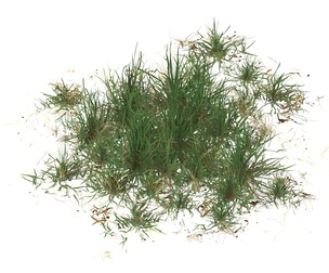 Realistic Game Ready Grass 06