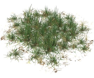 Realistic Game Ready Grass 08