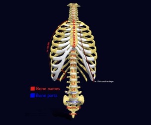 Ribs And Vertebrae labelled text detail 3D model