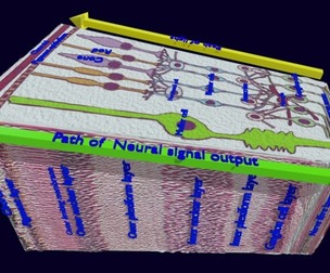 3D model Retinal layers detail microscopic
