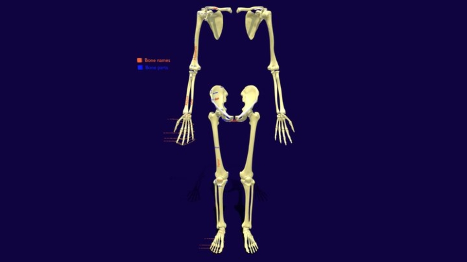 Txt Labelled Limbs With Girdle bones name parts text labelled