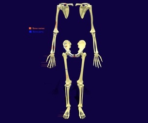 Limbs With Girdle bones name parts text labelled