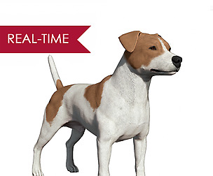 Jack Russell Real-Time