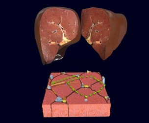 Liver histology anatomy labelled