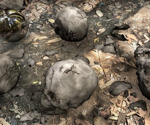 Human Skull Collection