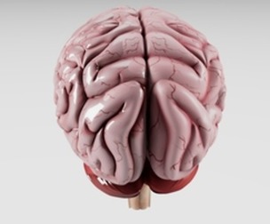 Human Brain