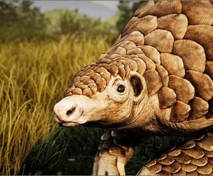 Animalia - Pangolin