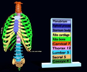 ribs and vertebrae color coded animated 3D model