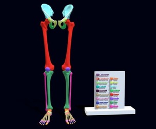 lower Limbs with girdle color coded 3D model