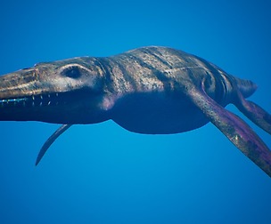 Ocean Pliosaur Pack (UE4)