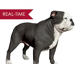 English Bulldog Real-Time