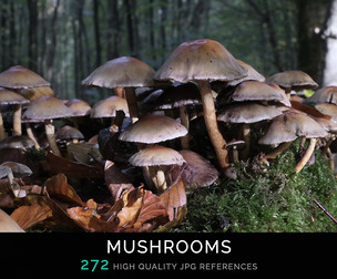 Mushrooms