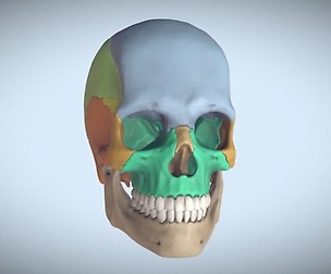 Artist Sculpted Skull Reference