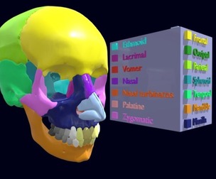 Skull bones colored separable labelled