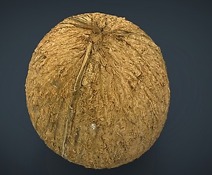 Coconut
