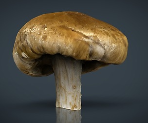 Mushroom 1
