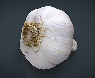 REALISTIC GARLIC