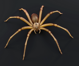 Brown Recluse Spider
