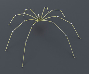 Daddy Long Legs