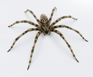 Fishing Spider