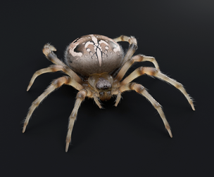 Garned Spider