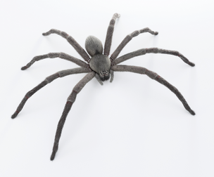 Huntsman Spider