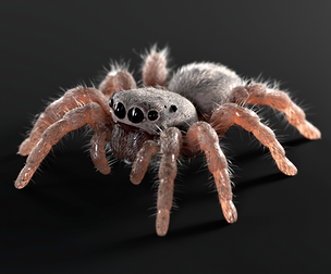 Jumping Spider