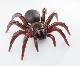Trapdoor Spider
