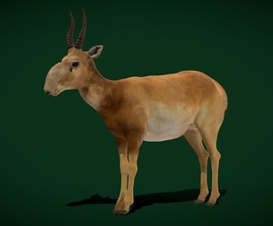 Saiga Antelope Mammal